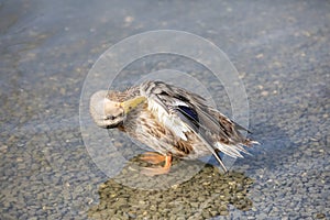 Duck in moving water at the Lac de Sauvabelin, Canton de Vaud, Switzerland photo
