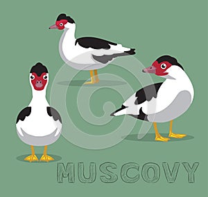 Duck Muscovy Cartoon Vector Illustration