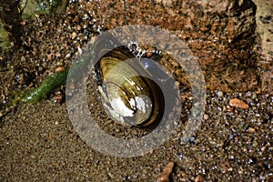 The duck mussel & x28;anodonta anatina& x29; lays on the bottom of the Baltic sea shore & x28;it& x27;s unknown how and why