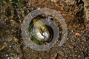 The duck mussel (anodonta anatina) lays on the bottom of the Baltic sea shore (it's unknown how and why