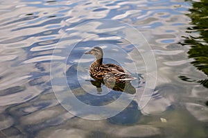 Duck in nature