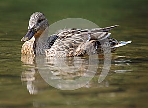 Duck in nature, outdoor