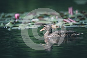 Duck navigate the pond