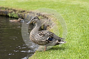 Duck nearly pond