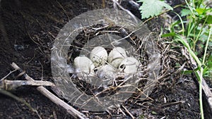 Duck nest