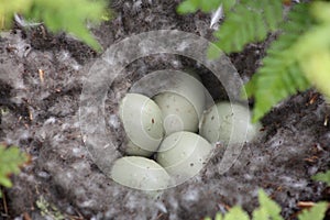 Duck nest