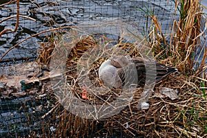 Duck in a nest with garbage. The concept of ecology, plastic pollution, the impact of plastic waste on the life of animals, birds