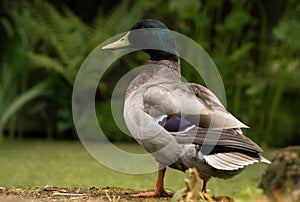 Duck. North Yorkshire. UK