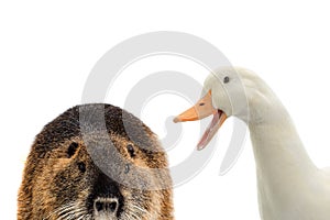 Duck and nutria isolated