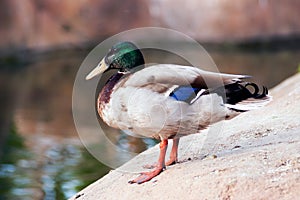 Duck observing the waters of the lake in search of food photo