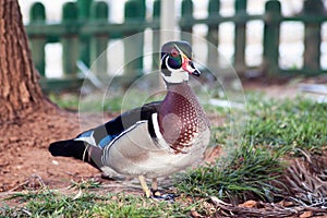 Duck observing the waters of the lake in search of food photo