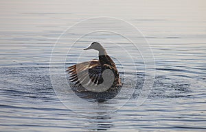 Duck with open wings in the lake