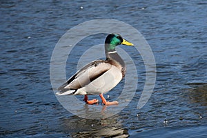 Duck with open wings on a pond. Duck flying over a pond. Duck with open wings. Wild duck. Wild