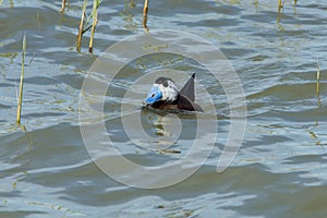 Duck Oxyura leucocephala swimming between waves