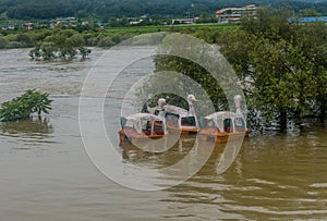 Duck paddle boats floating next to tree submerged in flooded river