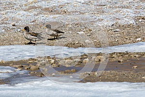 Duck pair in frozen water