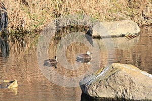 Duck pair swimming in river in early winter