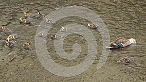 Duck parent and child playing in the shallow water of the river