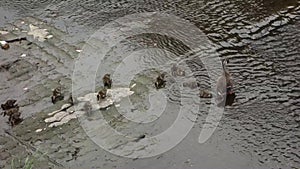 Duck parent and child playing in the shallow water of the river