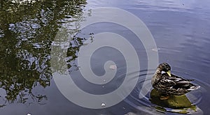 Duck in the park by the lake or river. Nature wildlife mallard duck above the water