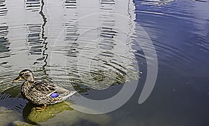 Duck in the park by the lake or river. Nature wildlife mallard duck above the water