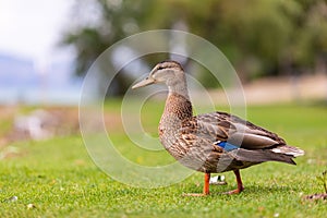 Duck in the park by the lake or river. Nature wildlife mallard duck on a green grass
