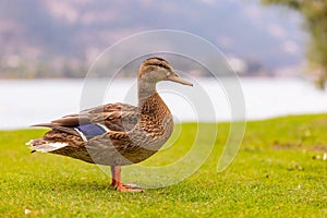 Duck in the park by the lake or river. Nature wildlife mallard duck on a green grass