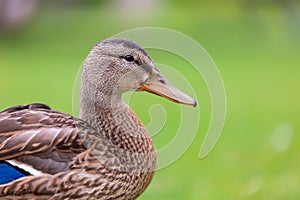 Duck in the park by the lake or river. Nature wildlife mallard duck on a green grass