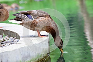 Duck in the park by the lake or river. Nature wildlife mallard duck on a green grass. Close up duck