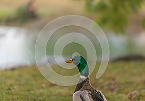 Duck in the park by the lake or river. Nature wildlife mallard duck on a green grass. Details and expressions of ducks