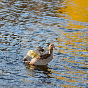 Duck in the park of the Nymphenburg Palace in clear day. Munich. Bavaria. Germany