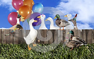 Duck Party