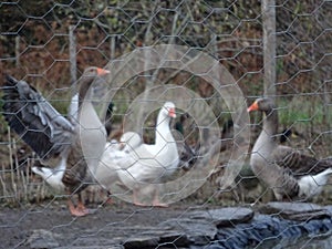 Duck pen at a French Countryside Farm