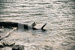 Duck perches on Driftwood