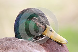 Duck in the Phoenix Zoo