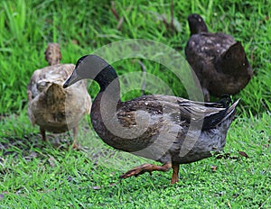 Duck playing freind