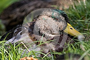 Duck playing in grass Germany