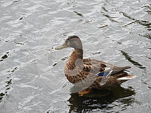 Ente auf der 