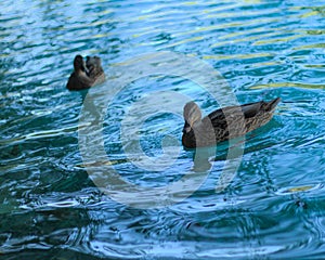 Duck in the Plitvice Bay