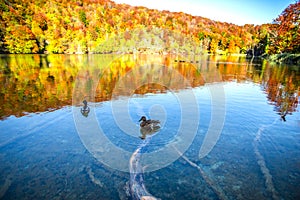 Duck in Plitvice Jezera Lakes Park, Croatia