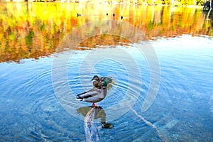 Duck in Plitvice Jezera Lakes Park, Croatia