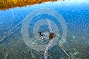 Duck in Plitvice Jezera Lakes Park, Croatia