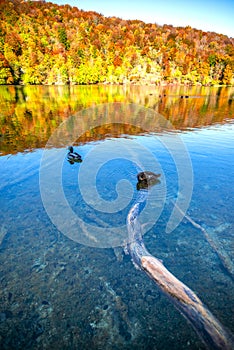 Duck in Plitvice Jezera Lakes Park, Croatia