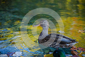 Duck in Plitvice Jezera Lakes Park, Croatia