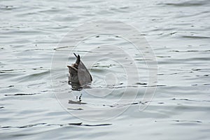 Duck plunged headlong into the water