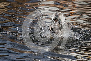 A duck plunges into the water with only the tail showing