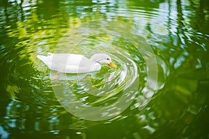 Duck plunging into water photo
