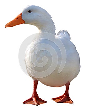 Duck. png.