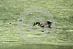 Duck in Pollution
