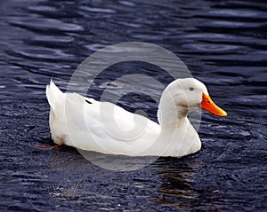 Duck on pond photo